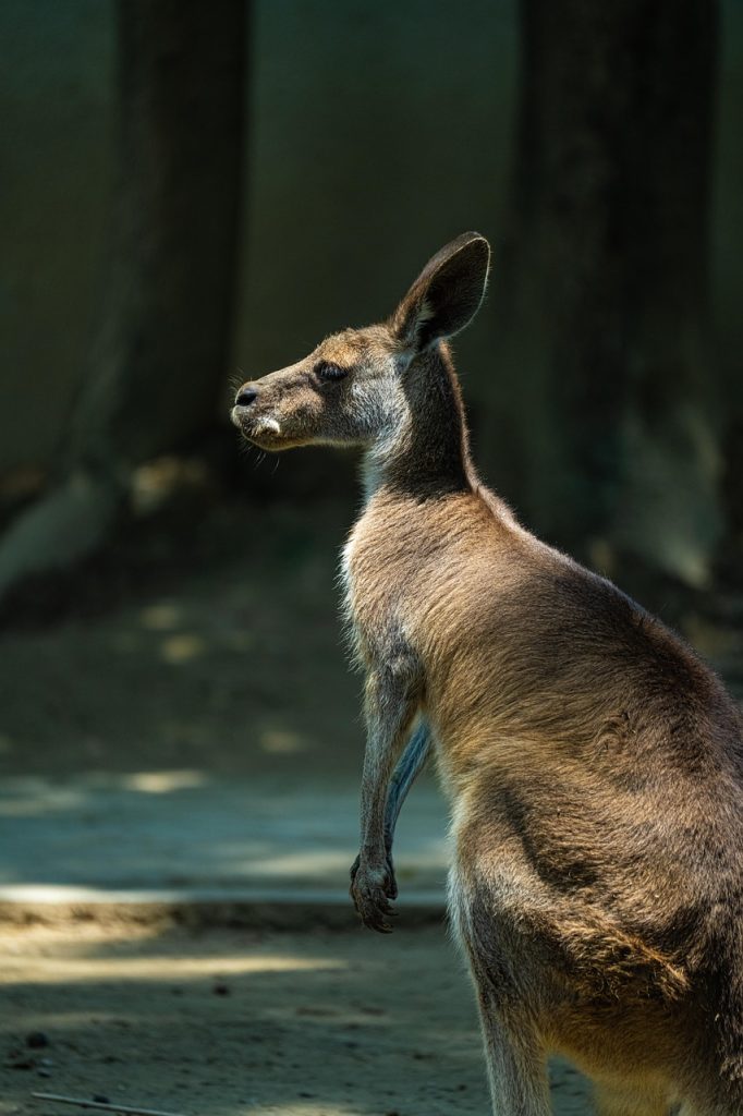 kangaroo, animal, side, nature, close up