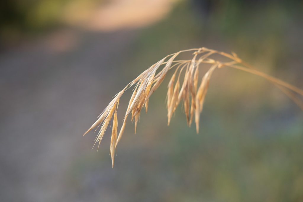 grass, reeds, nature, close up, l'été, graminées, sécheresse